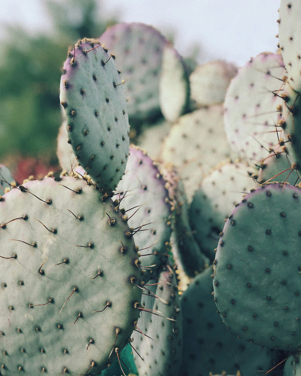 Phoenix Cactus